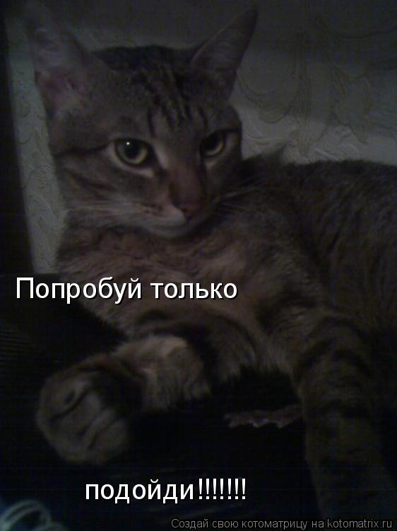 Котоматрица: Попробуй только подойди!!!!!!!
