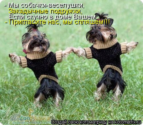 Котоматрица: - Мы собачки-веселушки, - Пригласите нас, мы спляшем!!! Закадычные подружки, Если скучно в доме Вашем