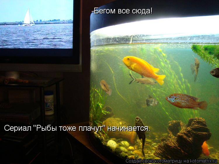 Котоматрица: Сериал "Рыбы тоже плачут" начинается. -Бегом все сюда!