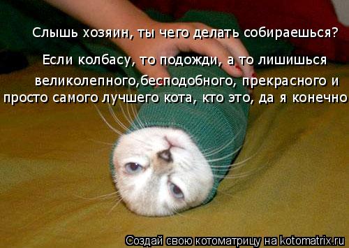 Котоматрица: Слышь хозяин, ты чего делать собираешься?  Если колбасу, то подожди, а то лишишься великолепного,бесподобного, прекрасного и просто самого л