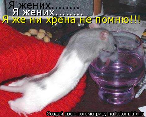 Котоматрица: Я жених........ Я жених........ Я же ни хрена не помню!!!