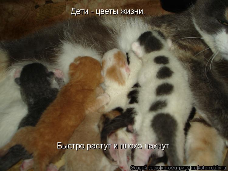 Дети - цветы жизни. Дети - цветы жизни. Быстро растут и плохо пахнут Быстро растут и плохо пахнут... Котоматрица: Дети - цветы жизни. Дети - цветы жизни. Быстро растут и плохо пахнут Быстро растут и плохо пахнут