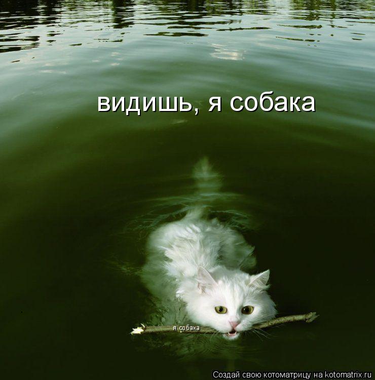 Котоматрица: видишь, я собака  я собака