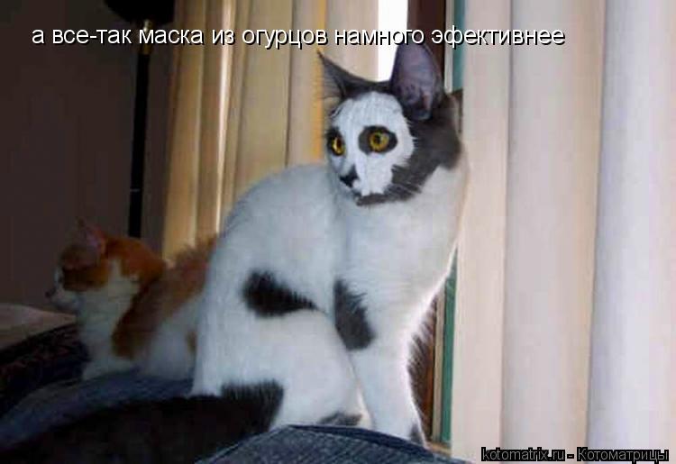 Котоматрица: а все-так маска из огурцов намного эфективнее