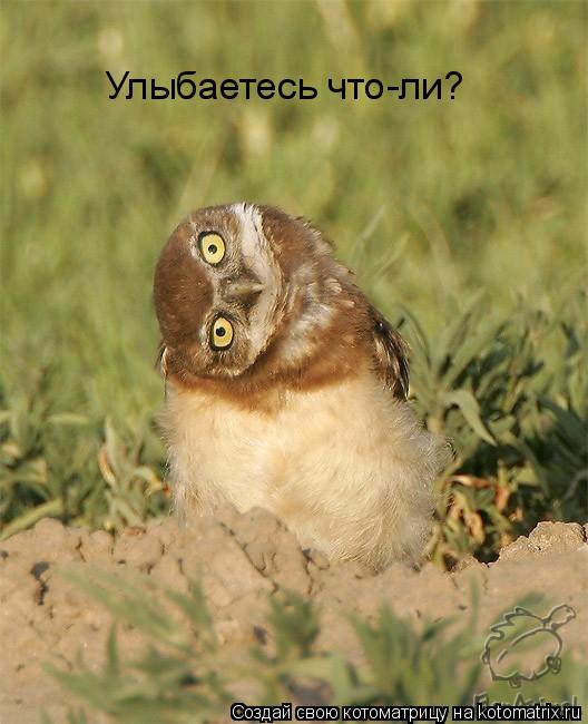 Улыбаетесь что-ли?... Котоматрица: Улыбаетесь что-ли?