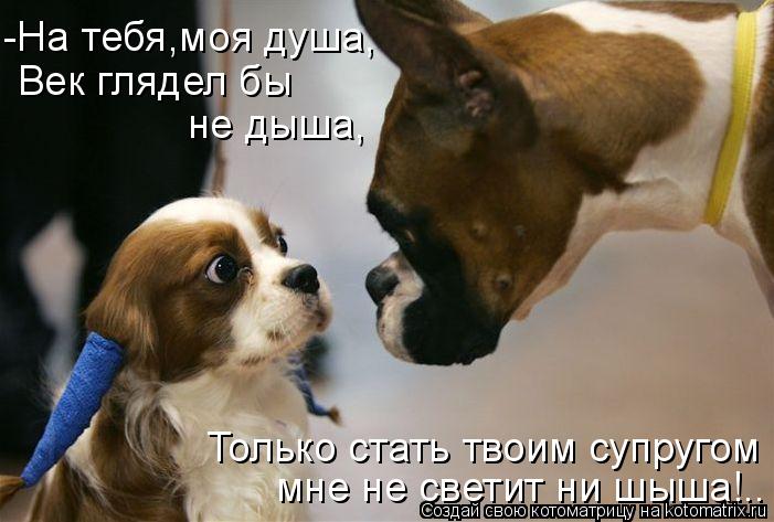 Котоматрица: -На тебя,моя душа, Век глядел бы не дыша, Только стать твоим супругом мне не светит ни шыша!..