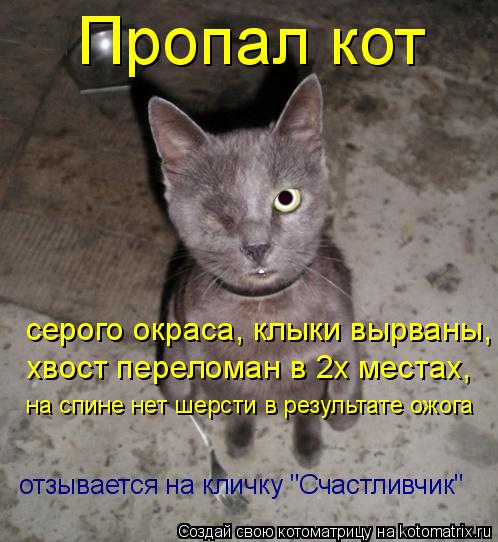Котоматрица: Пропал кот хвост переломан в 2х местах, на спине нет шерсти в результате ожога серого окраса, клыки вырваны, отзывается на кличку "Счастливч