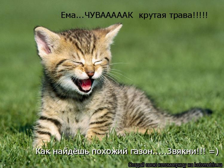 Котоматрица: Ема...ЧУВАААААК  крутая трава!!!!! Как найдёшь похожий газон.....Звякни!!! =)