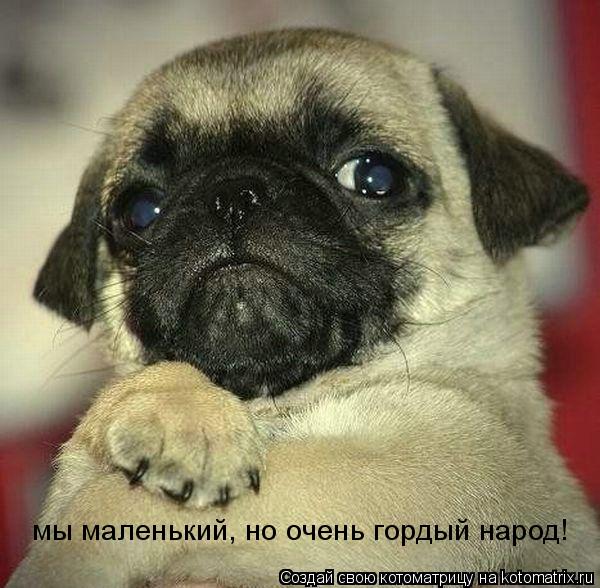 Котоматрица: мы маленький, но очень гордый народ!