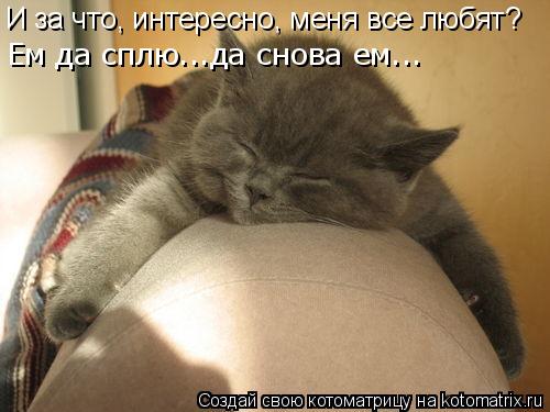 И за что, интересно, меня все любят? Ем да сплю...да снова ем...... Котоматрица: И за что, интересно, меня все любят? Ем да сплю...да снова ем...