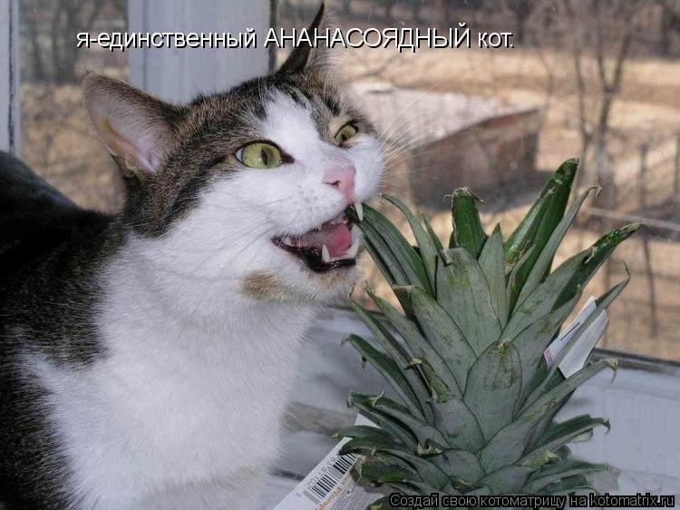 Котоматрица: я-единственный АНАНАСОЯДНЫЙ кот.