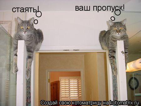 Котоматрица: стаять! ваш пропуск! о О о О