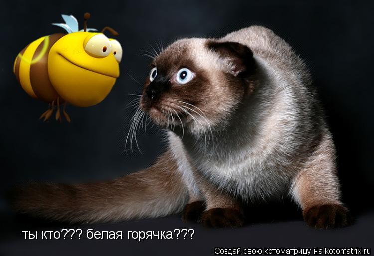 ты кто??? белая горячка???... Котоматрица: ты кто??? белая горячка???
