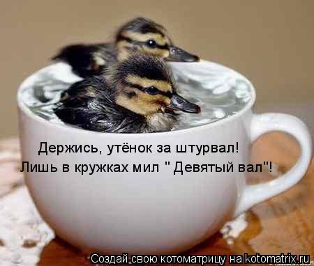Держись, утёнок за штурвал! Лишь в кружках мил " Девятый вал"!... Котоматрица: Держись, утёнок за штурвал! Лишь в кружках мил " Девятый вал"!