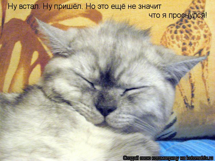 Ну встал. Ну пришёл. Но это ещё не значит что я проснулся!... Котоматрица: Ну встал. Ну пришёл. Но это ещё не значит что я проснулся!