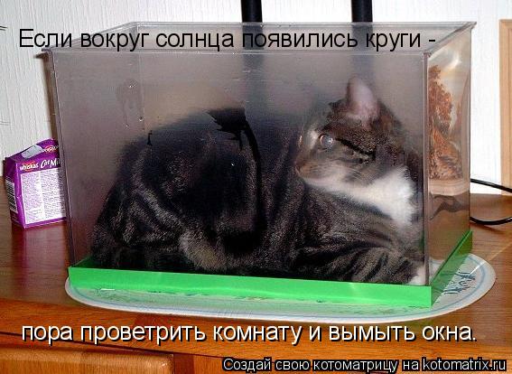 Если вокруг солнца появились круги - пора проветрить комнату и вымыть окна.... Котоматрица: Если вокруг солнца появились круги - пора проветрить комнату и вымыть окна.