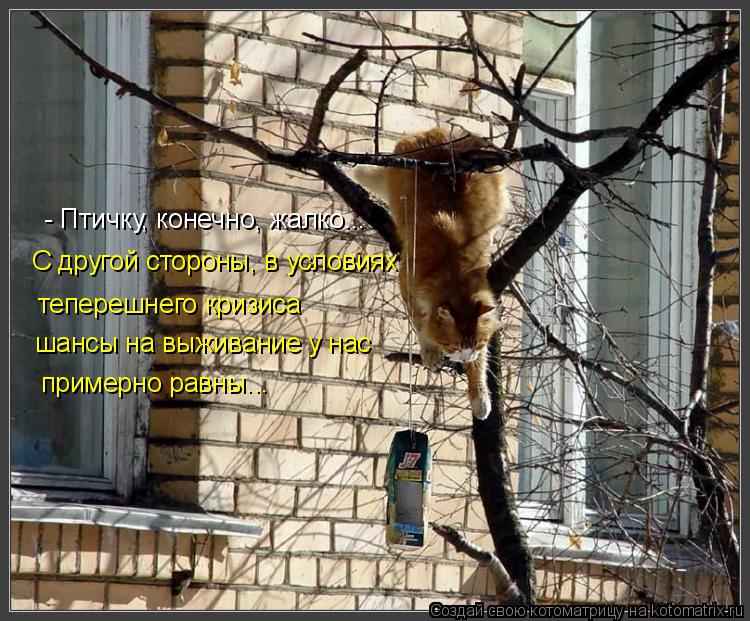 - Птичку, конечно, жалко... С другой стороны, в условиях теперешнего кризиса шансы на выживание у на... Котоматрица: - Птичку, конечно, жалко... С другой стороны, в условиях теперешнего кризиса шансы на выживание у нас примерно равны...