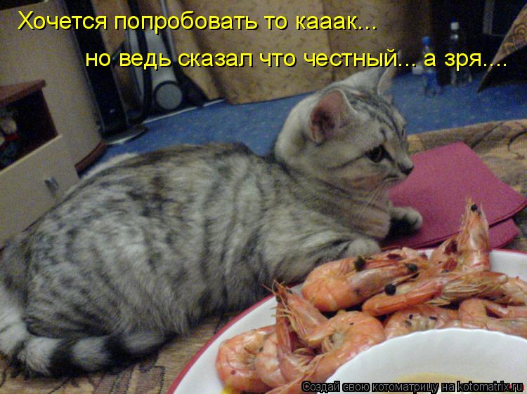 Котоматрица: Хочется попробовать то кааак... но ведь сказал что честный... а зря....