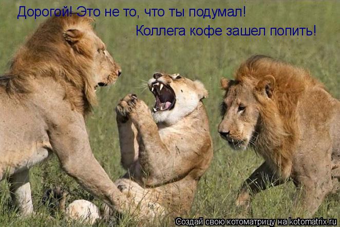 Дорогой! Это не то, что ты подумал! Коллега кофе зашел попить!... Котоматрица: Дорогой! Это не то, что ты подумал! Коллега кофе зашел попить!