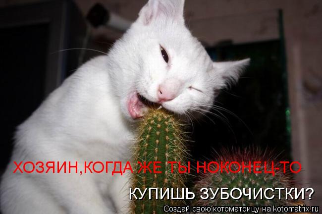 ХОЗЯИН,КОГДА ЖЕ ТЫ НОКОНЕЦ-ТО КУПИШЬ ЗУБОЧИСТКИ?... Котоматрица: ХОЗЯИН,КОГДА ЖЕ ТЫ НОКОНЕЦ-ТО КУПИШЬ ЗУБОЧИСТКИ?