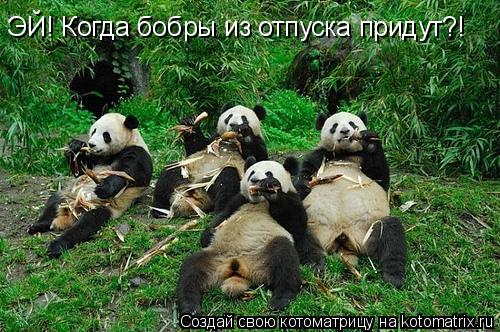 Котоматрица: ЭЙ! Когда бобры из отпуска придут?!