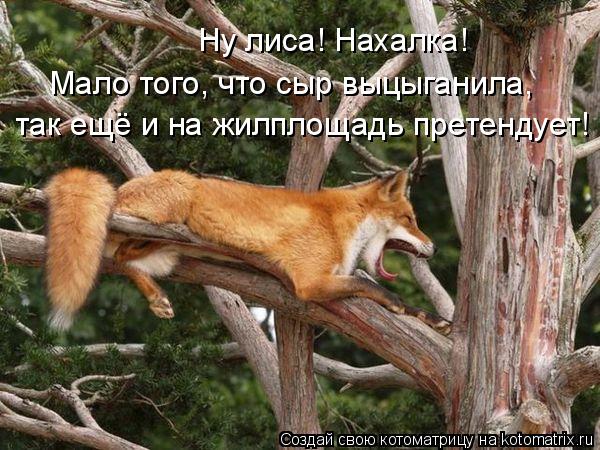 Ну лиса! Нахалка! Мало того, что сыр выцыганила, так ещё и на жилплощадь претендует!... Котоматрица: Ну лиса! Нахалка! Мало того, что сыр выцыганила, так ещё и на жилплощадь претендует!