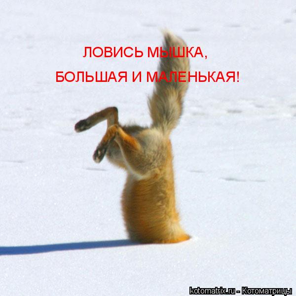 Котоматрица: ЛОВИСЬ МЫШКА, БОЛЬШАЯ И МАЛЕНЬКАЯ!