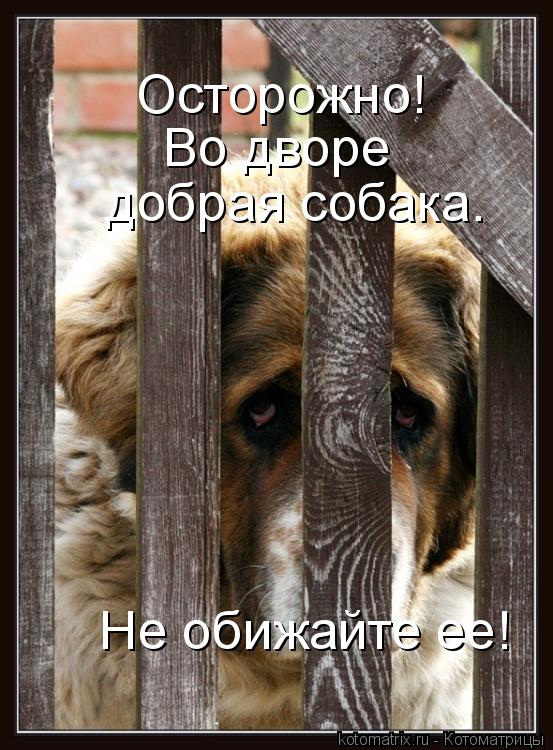 Котоматрица: Осторожно!  Во дворе  добрая собака.  Не обижайте ее!