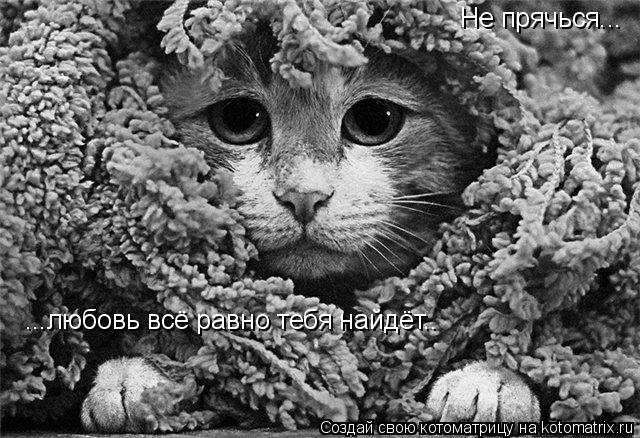 Котоматрица: Не прячься... ...любовь всё равно тебя найдёт..