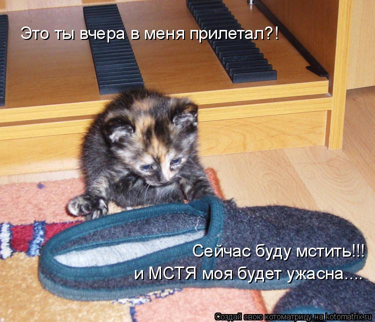 Это ты вчера в меня прилетал?! Сейчас буду мстить!!! и МСТЯ моя будет ужасна....... Котоматрица: Это ты вчера в меня прилетал?! Сейчас буду мстить!!! и МСТЯ моя будет ужасна....