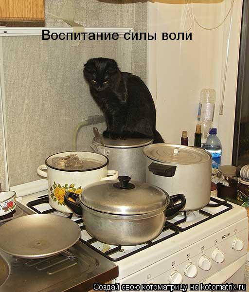 Воспитание силы воли... Котоматрица: Воспитание силы воли