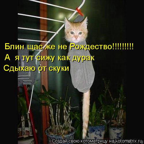 Котоматрица: Блин щас же не Рождество!!!!!!!!!1 Блин щас же не Рождество!!!!!!!!! А  я тут сижу как дурак Сдыхаю от скуки