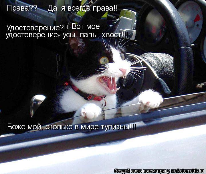 Котоматрица: Удостоверение?!!  Вот мое удостоверение- усы, лапы, хвост!!! Права??     Да, я всегда права!! Боже мой, сколько в мире тупизны!!!