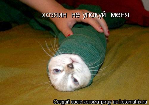 Котоматрица: хозяин  не упокуй  меня