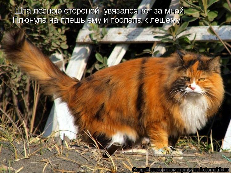 Котоматрица: Шла лесною стороной, увязался кот за мной. Плюнула на плешь ему и послала к лешему!