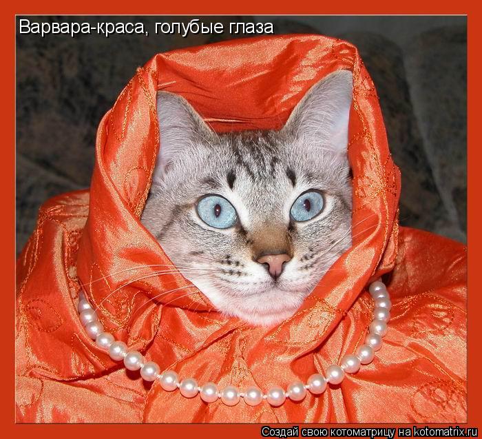 Варвара-краса, голубые глаза... Котоматрица: Варвара-краса, голубые глаза
