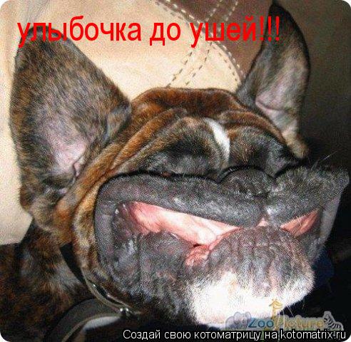 улыбочка до ушей!!!... Котоматрица: улыбочка до ушей!!!