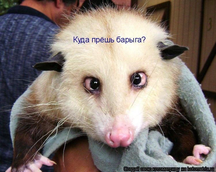 Котоматрица: Куда прёшь барыга?