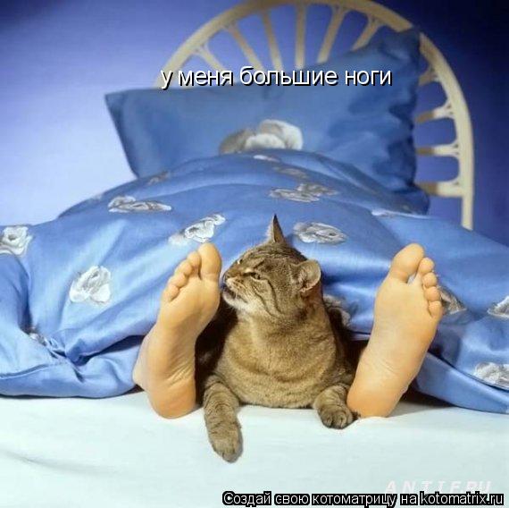у меня большие ноги... Котоматрица: у меня большие ноги