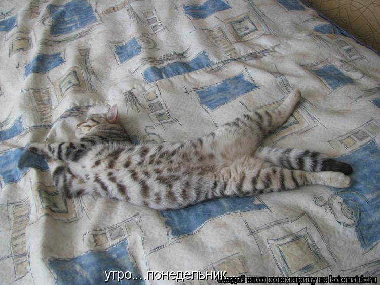 Котоматрица: утро....понедельник....