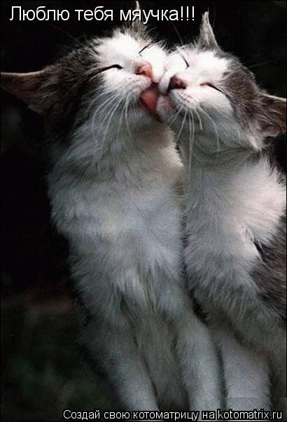 Котоматрица: Люблю тебя мяучка!!!
