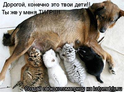 Котоматрица: Дорогой, конечно это твои дети!! Ты же у меня ТИГР!!!!