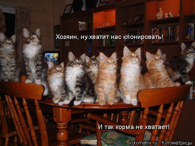Хозяин, ну хватит нас клонировать! И так корма не хватает!... Котоматрица: Хозяин, ну хватит нас клонировать! И так корма не хватает!
