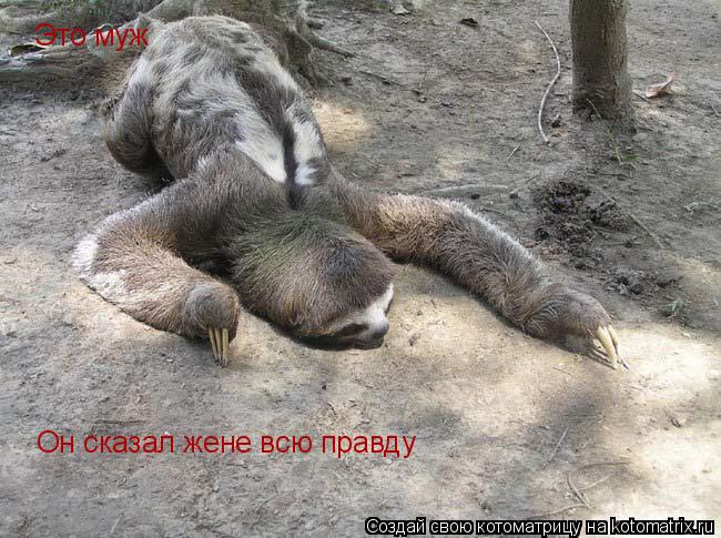 Котоматрица: Это муж Он сказал жене всю правду