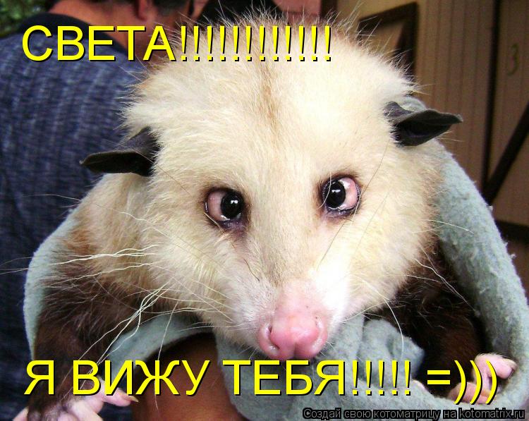 Котоматрица: СВЕТА!!!!!!!!!!!! Я ВИЖУ ТЕБЯ!!!!! =)))