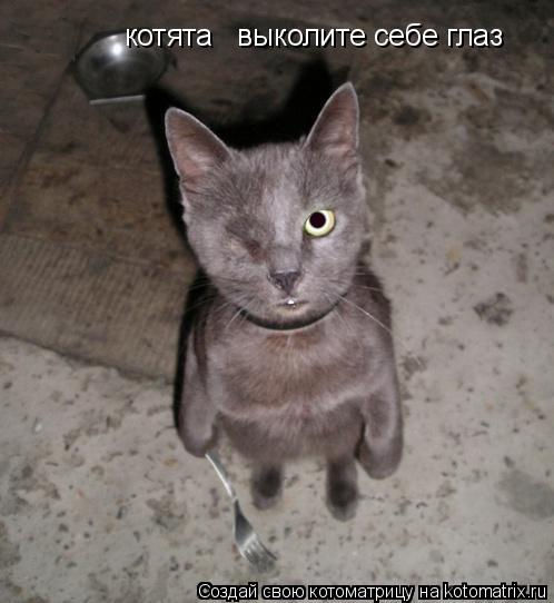 котята выколите себе глаз... Котоматрица: котята выколите себе глаз