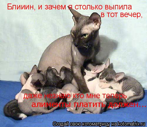Котоматрица: Блииин, и зачем я столько выпила  в тот вечер,  даже незнаю кто мне теперь алименты платить должен...