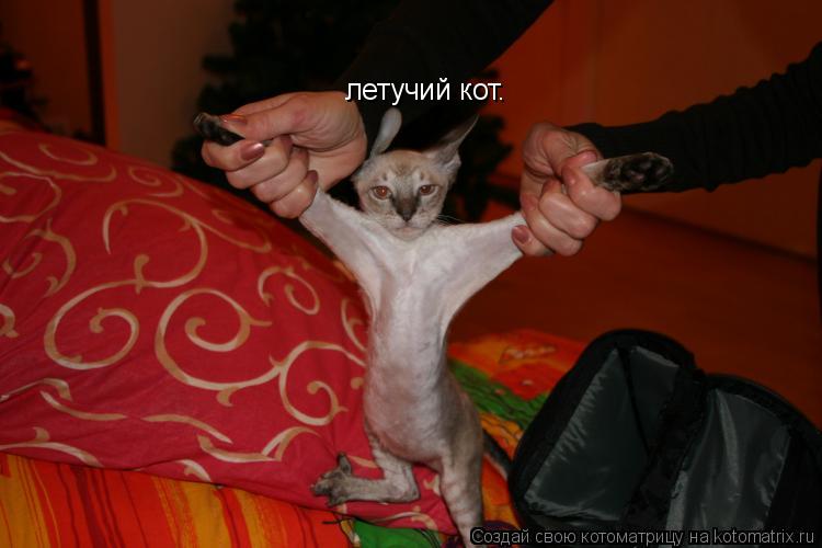 Котоматрица: летучий кот.