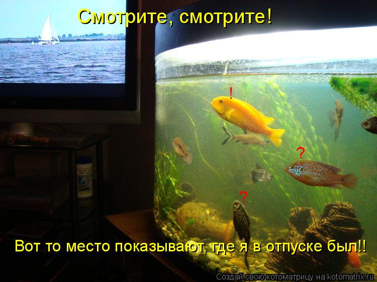 Смотрите, смотрите! Вот то место показывают, где я в отпуске был!! ? ? !... Котоматрица: Смотрите, смотрите! Вот то место показывают, где я в отпуске был!! ? ? !