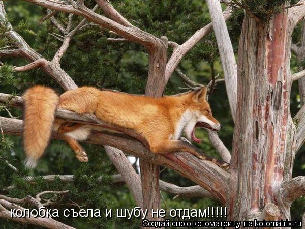 колобка съела и шубу не отдам!!!!!... Котоматрица: колобка съела и шубу не отдам!!!!!
